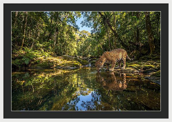 Jaguar Drinking At Pool