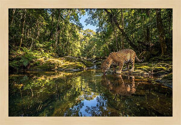 Jaguar Drinking At Pool