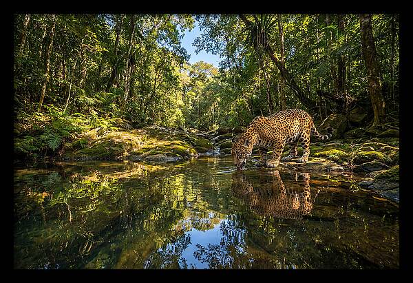 Jaguar Drinking At Pool