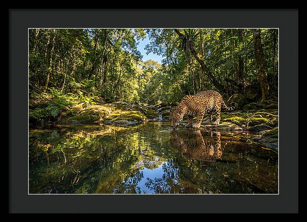Jaguar Drinking At Pool