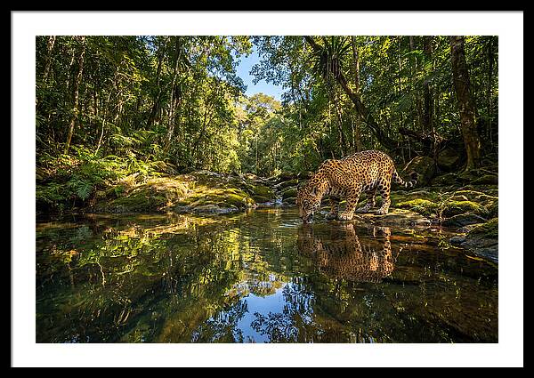 Jaguar Drinking At Pool