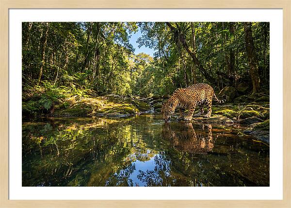 Jaguar Drinking At Pool