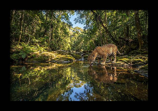 Jaguar Drinking At Pool