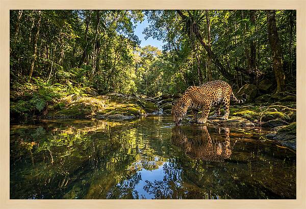 Jaguar Drinking At Pool