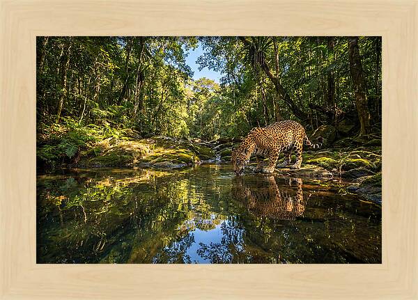 Jaguar Drinking At Pool
