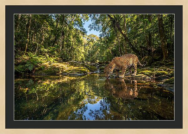 Jaguar Drinking At Pool