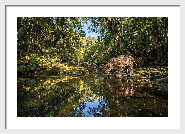Jaguar Drinking At Pool