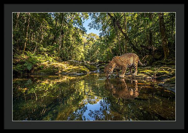 Jaguar Drinking At Pool