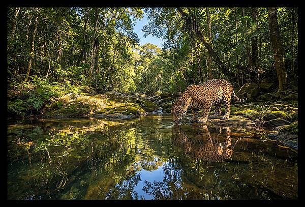 Jaguar Drinking At Pool