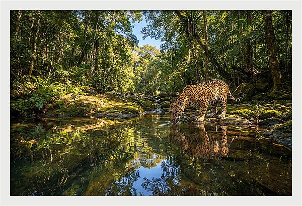 Jaguar Drinking At Pool