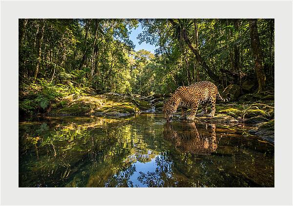 Jaguar Drinking At Pool