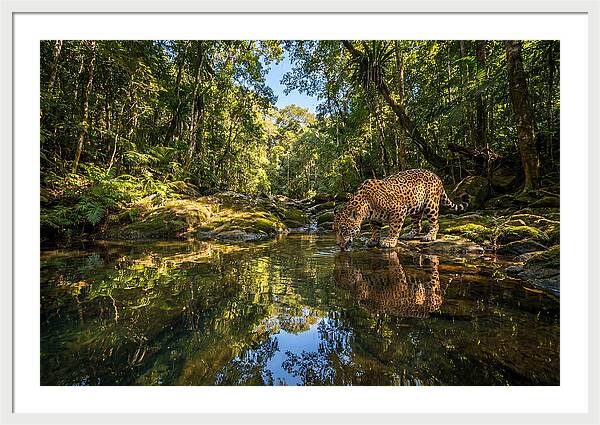 Jaguar Drinking At Pool