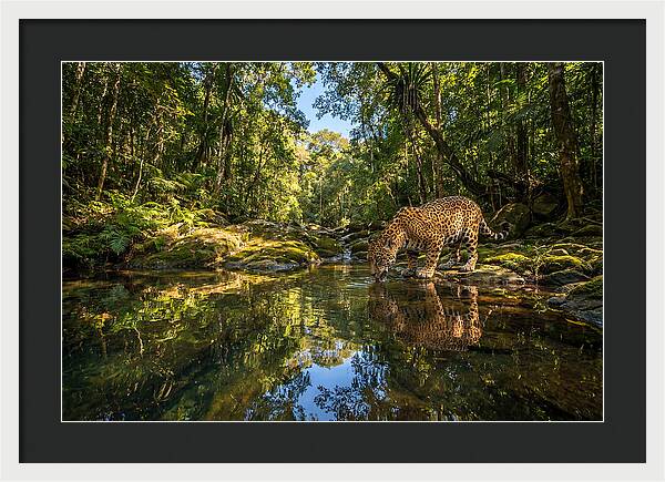 Jaguar Drinking At Pool