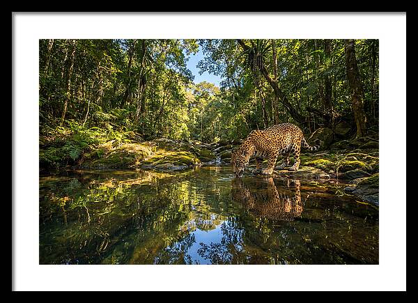 Jaguar Drinking At Pool