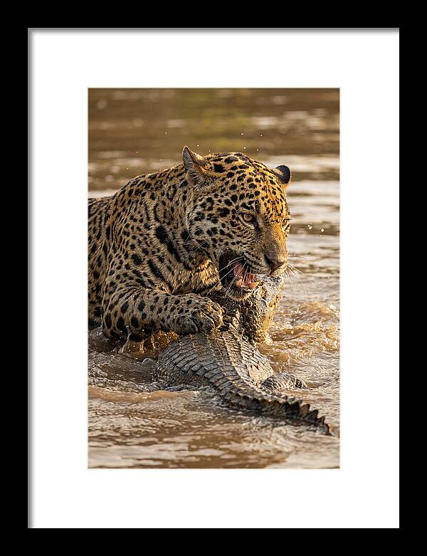 Jaguar Hunting Caiman