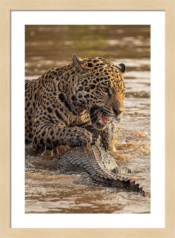 Jaguar Hunting Caiman