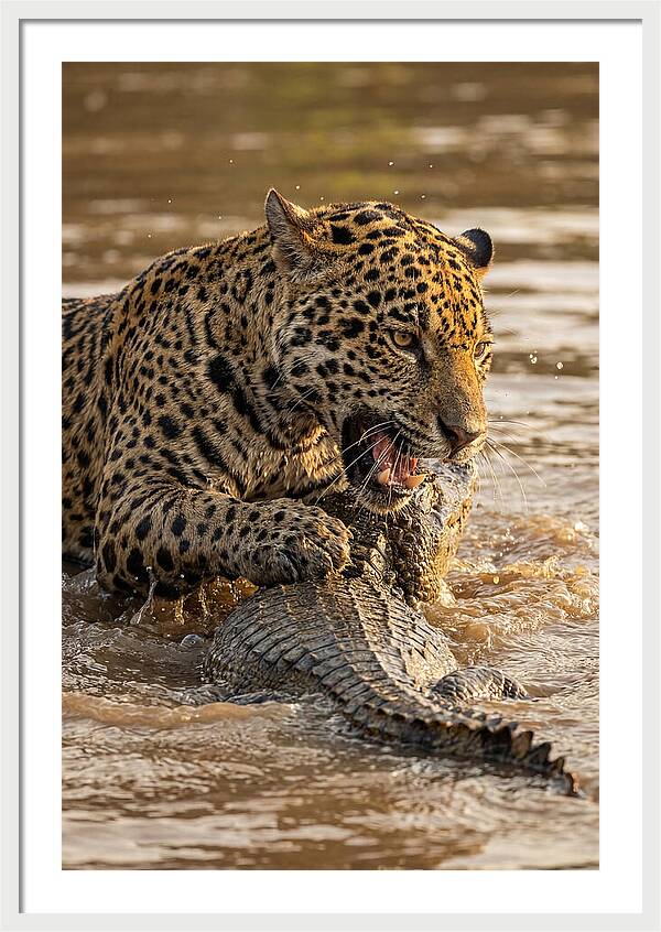 Jaguar Hunting Caiman