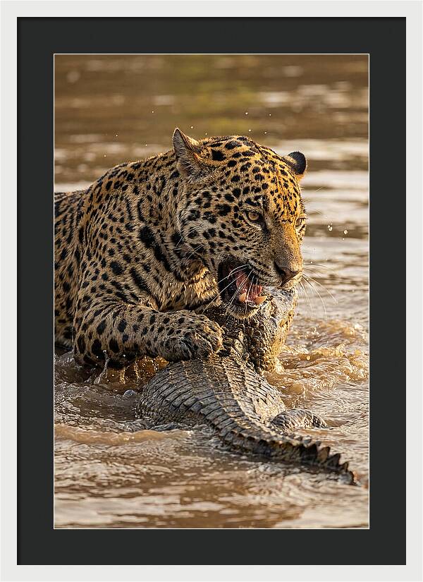 Jaguar Hunting Caiman
