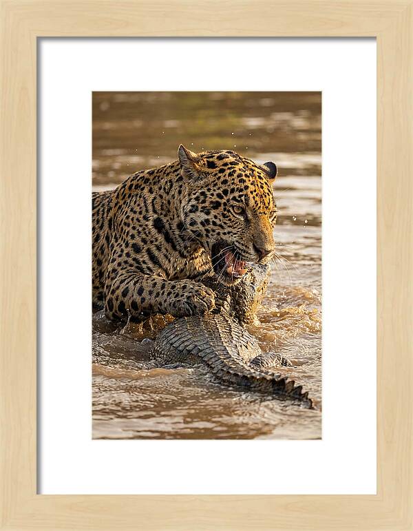 Jaguar Hunting Caiman