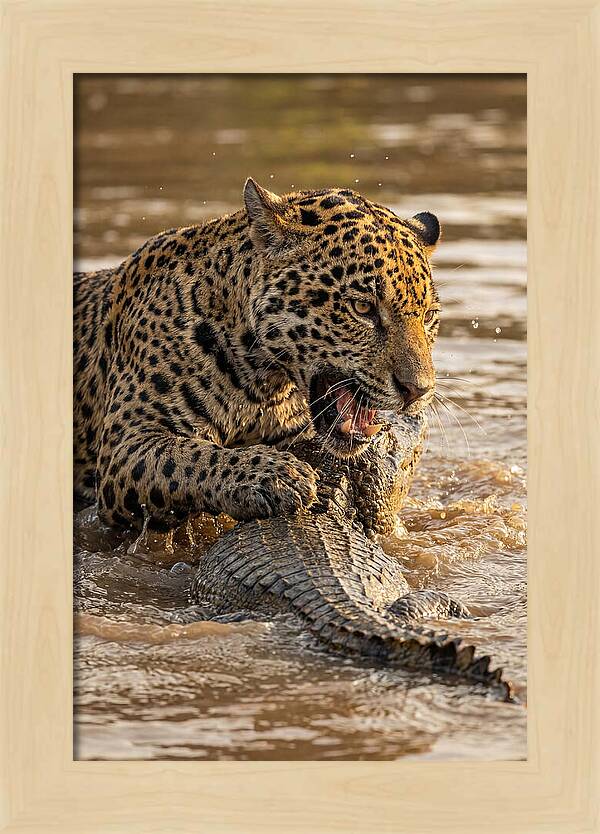 Jaguar Hunting Caiman