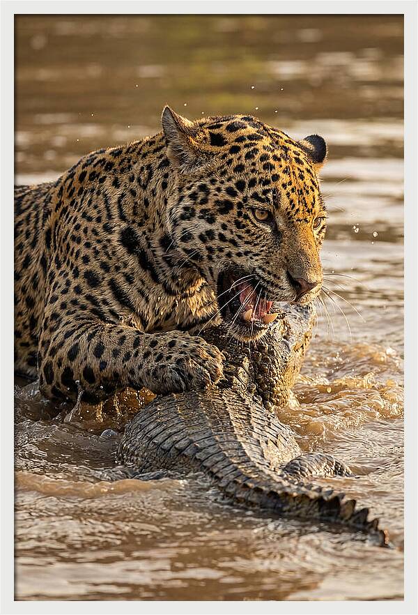 Jaguar Hunting Caiman
