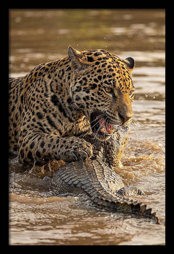 Jaguar Hunting Caiman