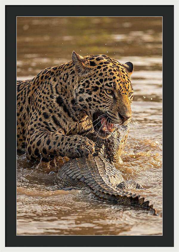Jaguar Hunting Caiman
