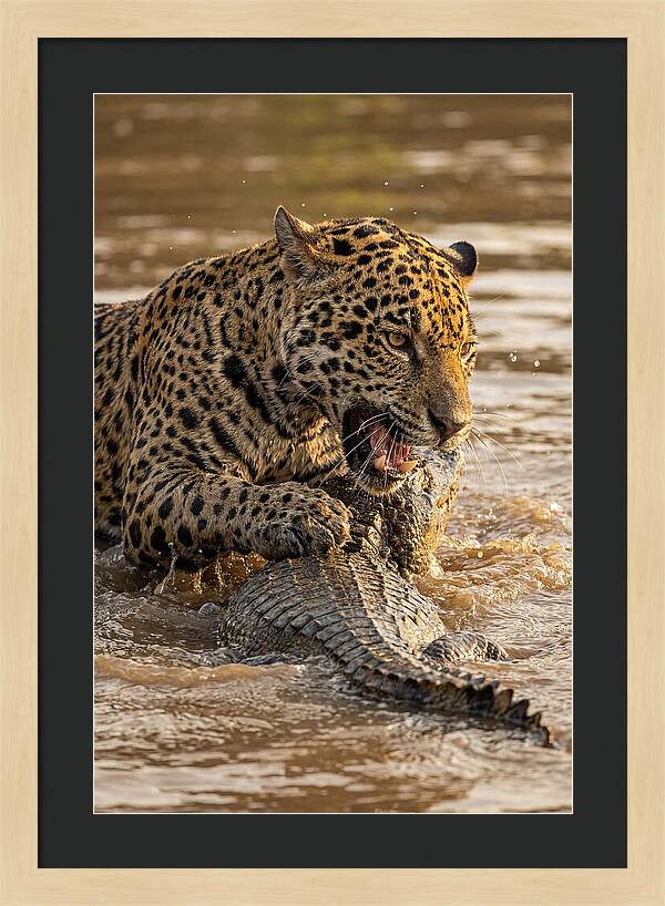 Jaguar Hunting Caiman