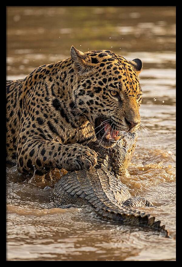 Jaguar Hunting Caiman