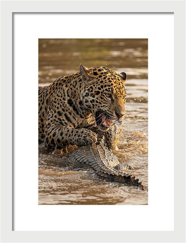 Jaguar Hunting Caiman