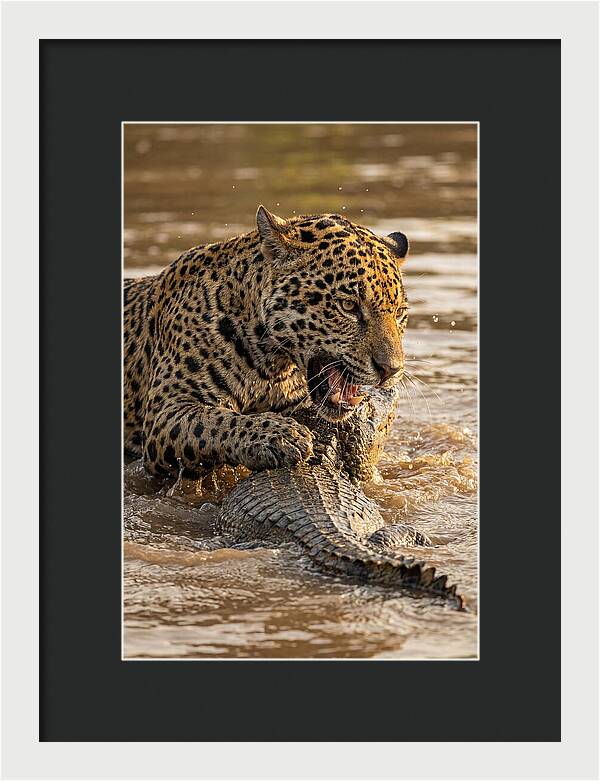 Jaguar Hunting Caiman