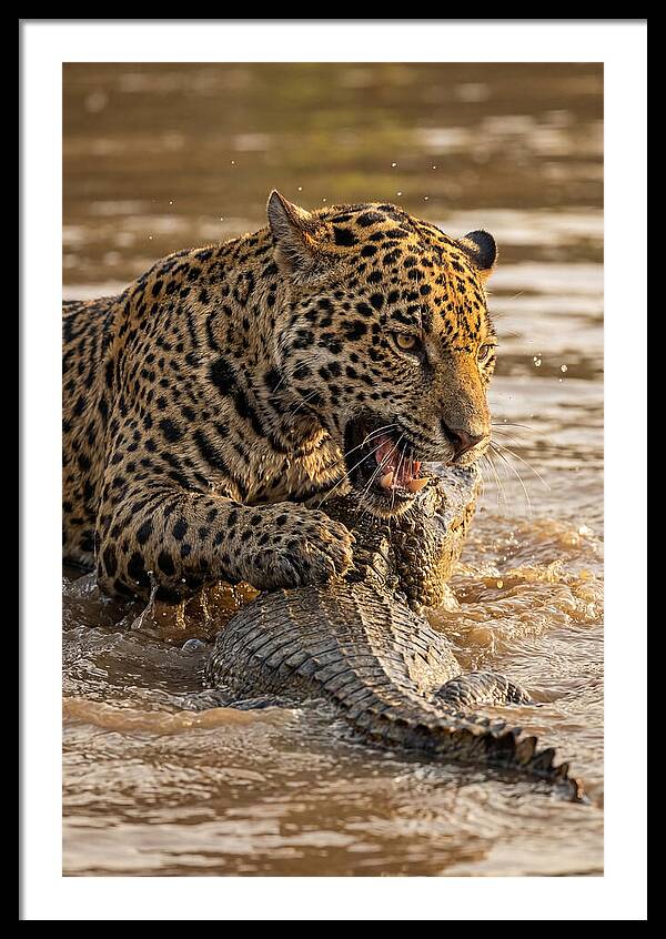 Jaguar Hunting Caiman