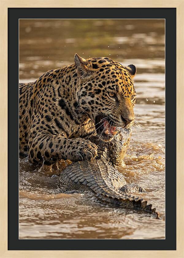 Jaguar Hunting Caiman