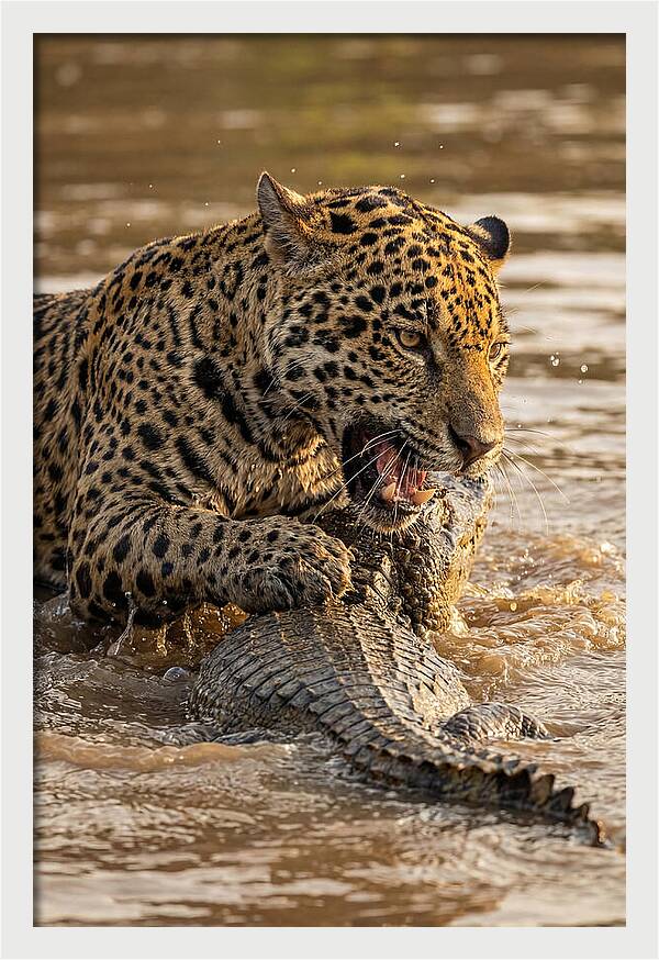 Jaguar Hunting Caiman