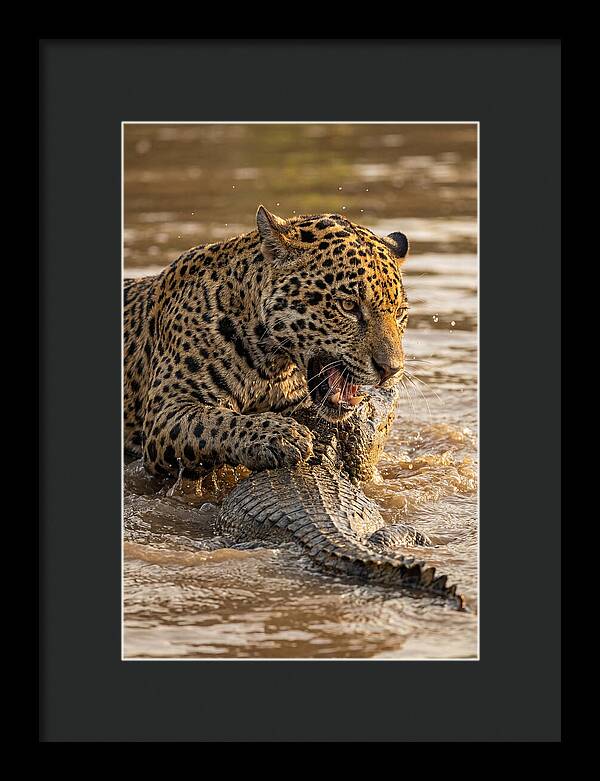 Jaguar Hunting Caiman