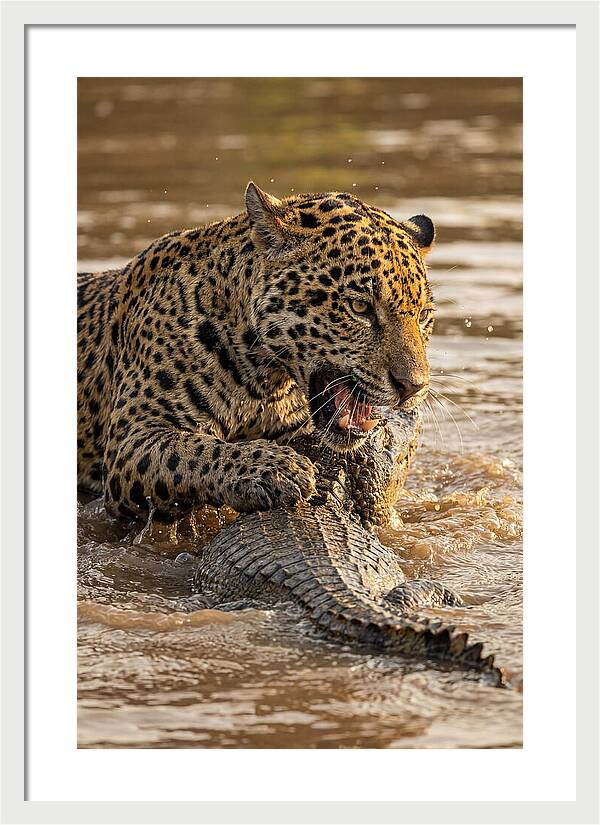 Jaguar Hunting Caiman