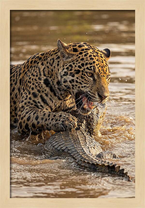 Jaguar Hunting Caiman