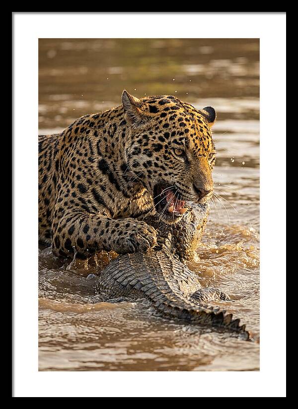 Jaguar Hunting Caiman