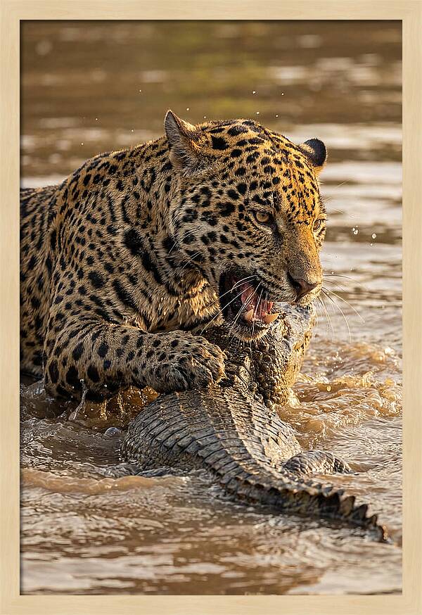 Jaguar Hunting Caiman