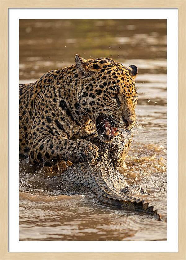 Jaguar Hunting Caiman