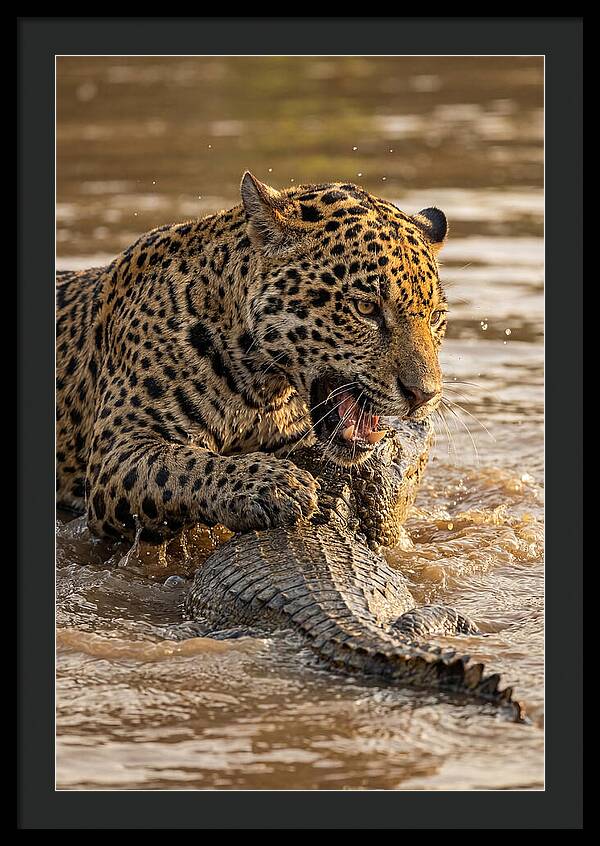 Jaguar Hunting Caiman