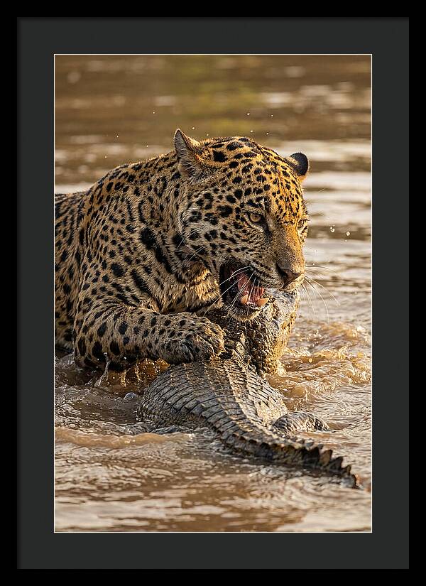 Jaguar Hunting Caiman