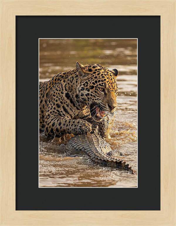Jaguar Hunting Caiman