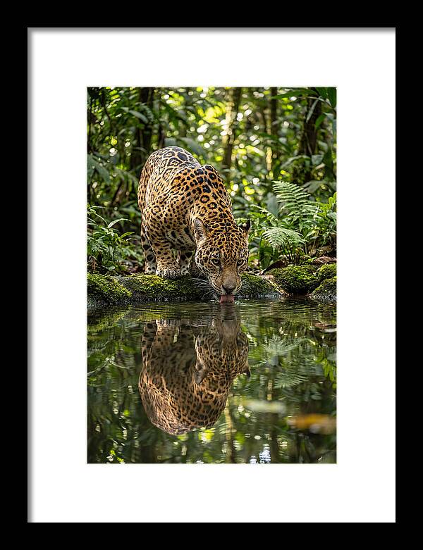 Jaguar Relaxing By The Water