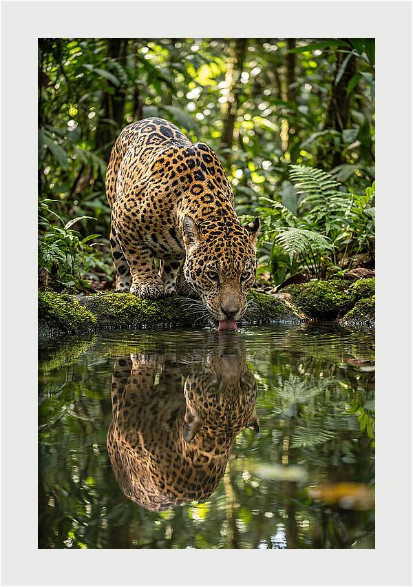 Jaguar Relaxing By The Water