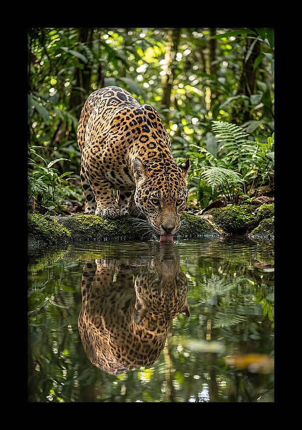 Jaguar Relaxing By The Water