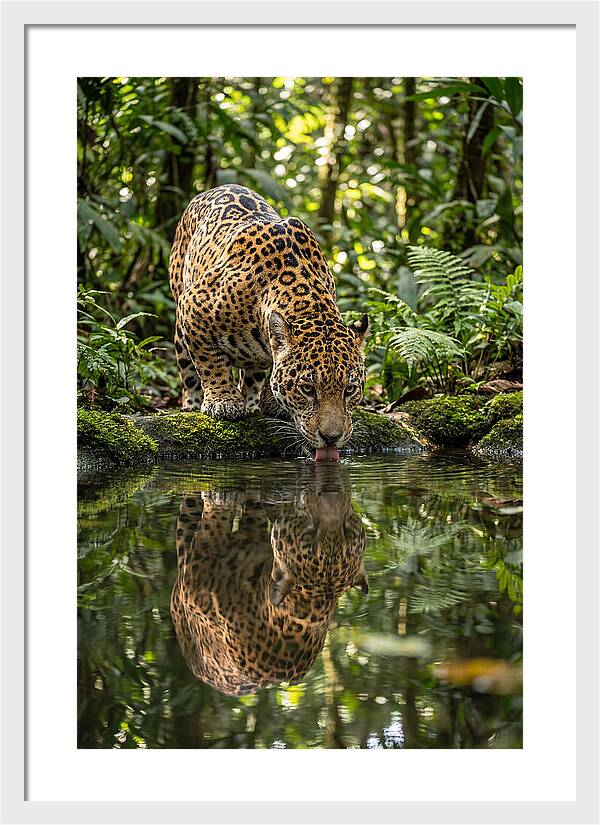 Jaguar Relaxing By The Water