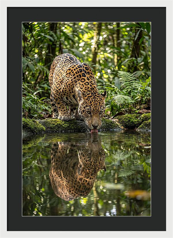 Jaguar Relaxing By The Water