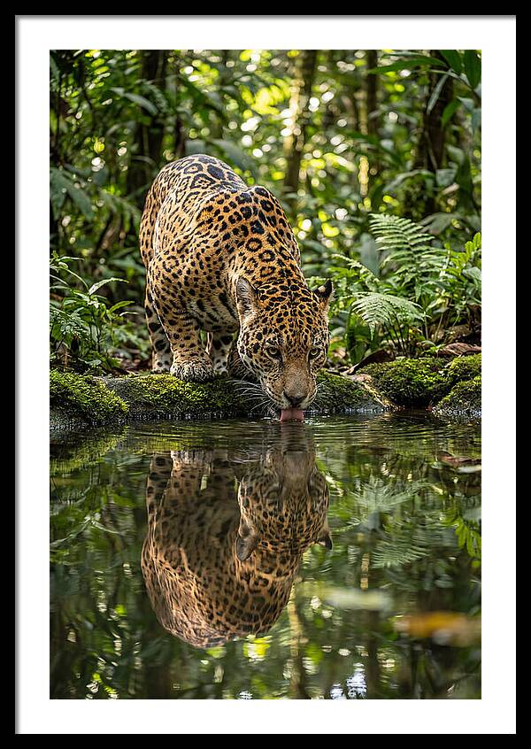 Jaguar Relaxing By The Water