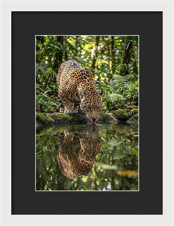 Jaguar Relaxing By The Water